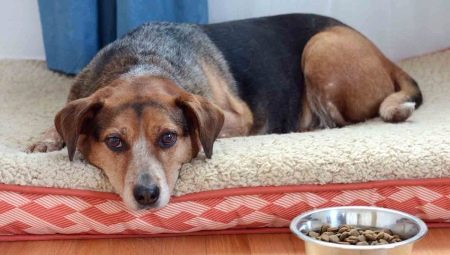 Why does a dog not eat dry food and how to teach it to him?