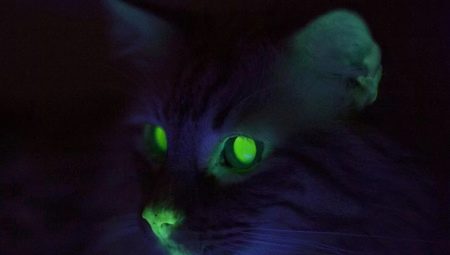 Why do cats' eyes glow in the dark?