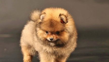 Bear-type Pomeranian Spitz: advantages, disadvantages and subtleties of care