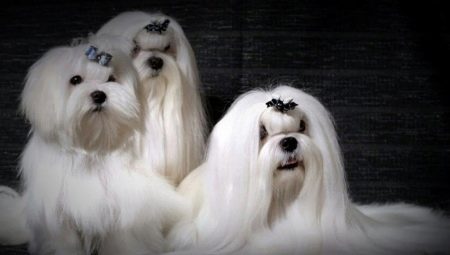 A cross between a lapdog with other breeds