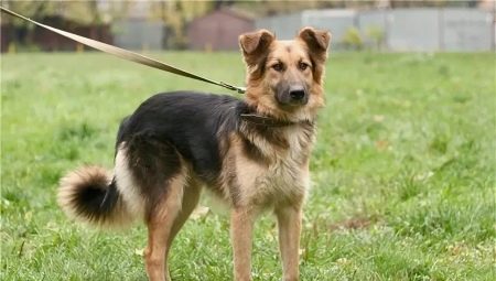 A cross between a mongrel and a shepherd
