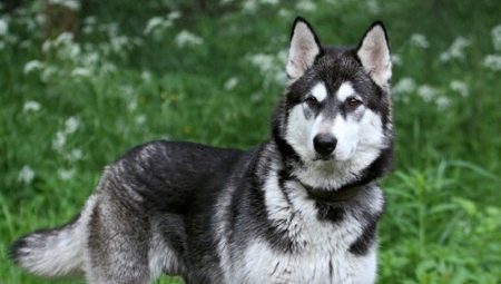 A cross between a husky and a malamute: characteristics of mestizo and their content