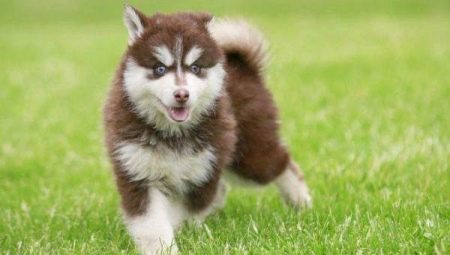 Pomski: breed characteristics and content
