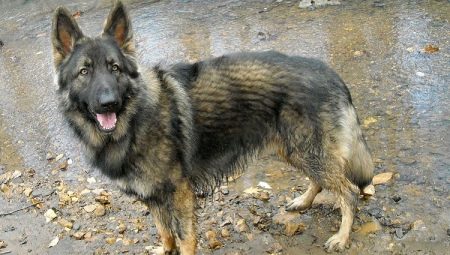 Breeds of American Shepherds and features of their maintenance