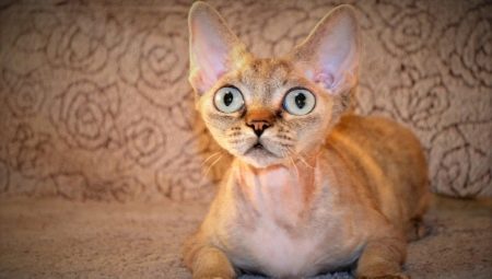 Cat breeds with big eyes