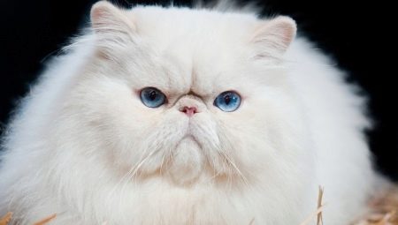 Cat breeds with a flattened muzzle
