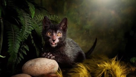 The breeds of the scariest cats