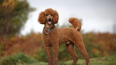 Poodles: description of breeds, types, care and training