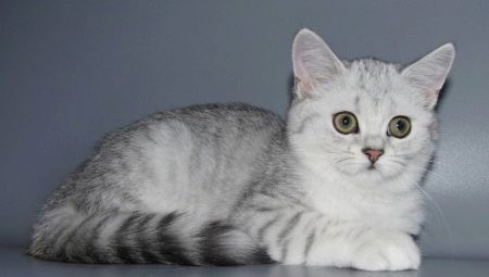 Variété de couleurs de chats Scottish Straight
