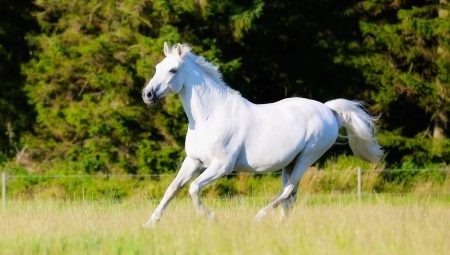 Varieties and features of horse running