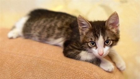 Development and maintenance of a kitten at 3 months
