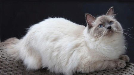 布娃娃:顏色變化、性格和飼養規則