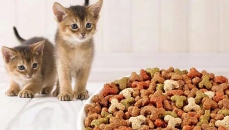 Évaluation des aliments pour chatons et règles de sélection