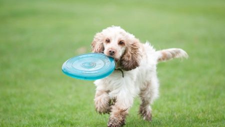 Recommendations for raising and training spaniels