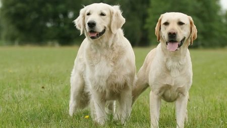Retriever and Labrador: what's the difference?