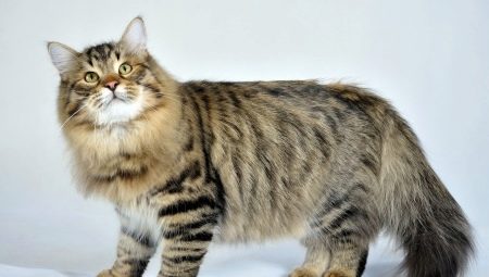 Chats russes: description, races, choix et nuances de soins