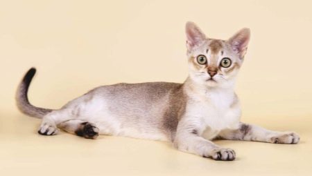 Les plus petits chats du monde