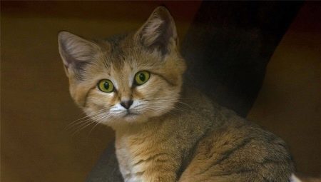 The most unusual cat breeds