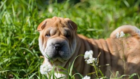 Pros and cons of Shar Pei breed