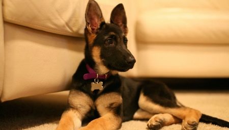 Chiots berger allemand à 4 mois : à quoi ressemblent-ils et comment en prendre soin ?