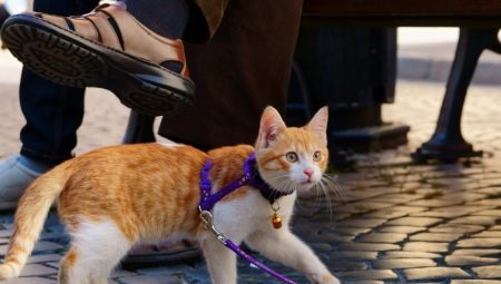 Harness for a cat: types, subtleties of choice and rules of training