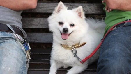 Harnesses, collars and leashes for pomeranian