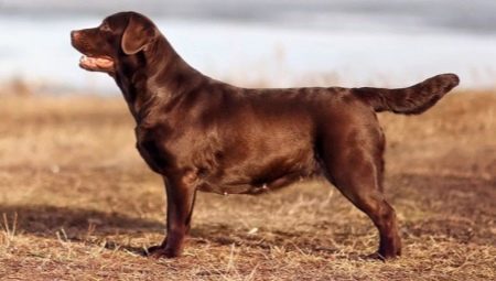 Chocolate Labrador: περιγραφή, χαρακτηριστικά χαρακτήρα και καλύτερα ψευδώνυμα