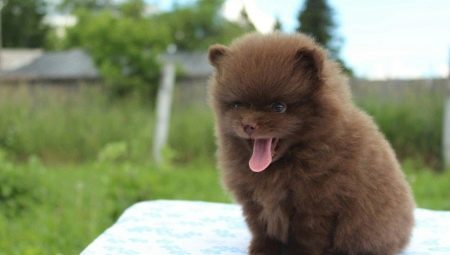Chocolate Spitz: color variations, keeping puppies