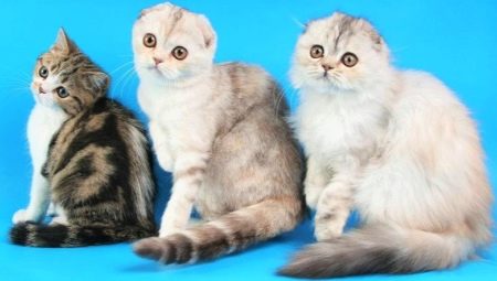 Scottish cats: types of breed, features of maintenance and upbringing