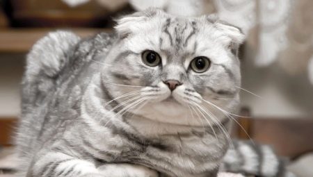 Scottish Fold cats: types of color, nature and rules of keeping