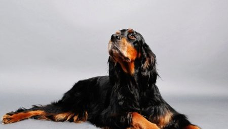 Scottish Setter: history of the breed, what does it look like and how to keep it?
