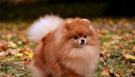Fox-type Spitz: description, types and content