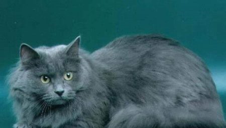 Siberian blue cat