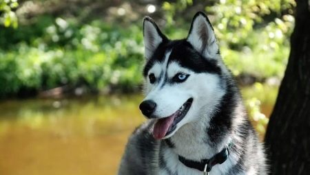 How many years do huskies live and what does it depend on?