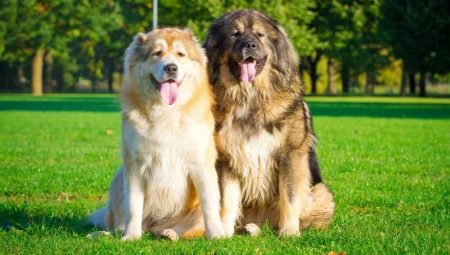 How many years do Caucasian shepherd dogs live and what does it depend on?