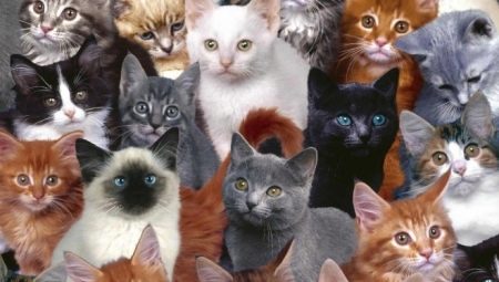 How many years do cats live and and what does it depend on?