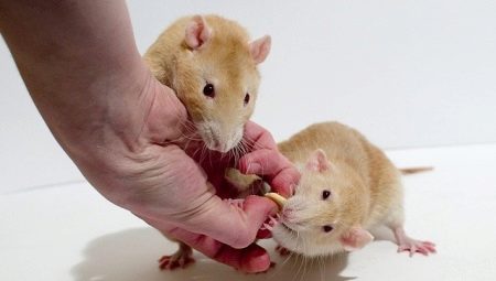 How many years do rats live and what does it depend on?