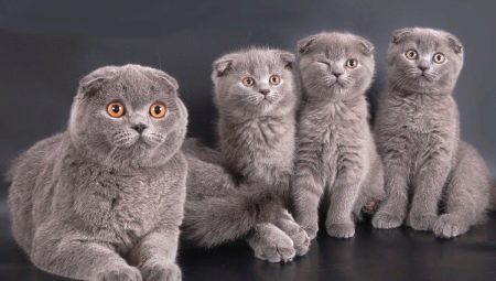 De combien d'années vivent les chats écossais et de quoi cela dépend-il ?