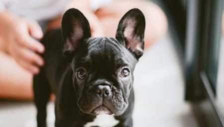 How long do French Bulldogs live and what does it depend on?