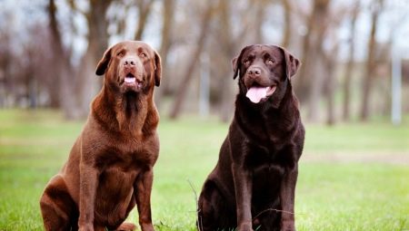 Combien de temps vivent les labradors et de quoi cela dépend-il ?