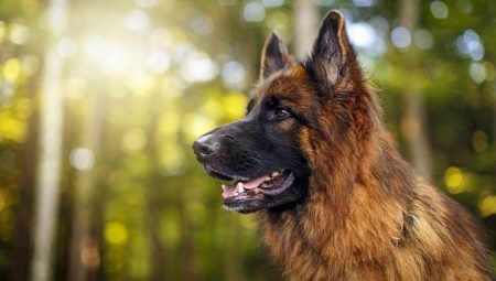 How long do German shepherds live and what does it depend on?
