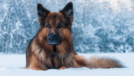 How long do shepherd dogs live and what does it depend on?