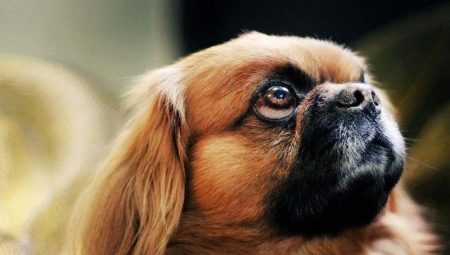 How long do Pekingese live and what does it depend on?
