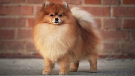 How long do Pomeranian Spitz live and what does it depend on?