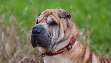 How many Shar Pei live and what does it depend on?