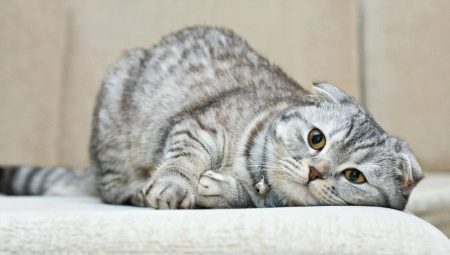 How long do Scottish Fold cats live and what does it depend on?