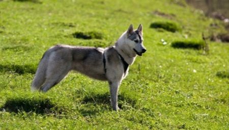 Husky and husky mix