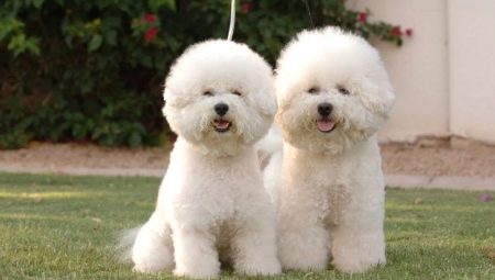 Dog bolognese: characteristics, character, choice and care