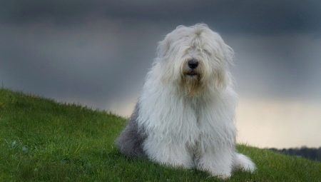 Bobtail dogs: περιγραφή των παλιών αγγλικών ποιμενικών σκύλων, οι αποχρώσεις του περιεχομένου τους