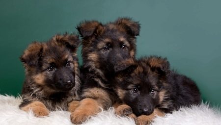 Keeping German Shepherd puppies